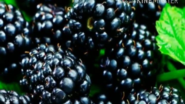 ЕЖЕВИКА!!!! ПОЛЬЗА И... смотреть онлайн