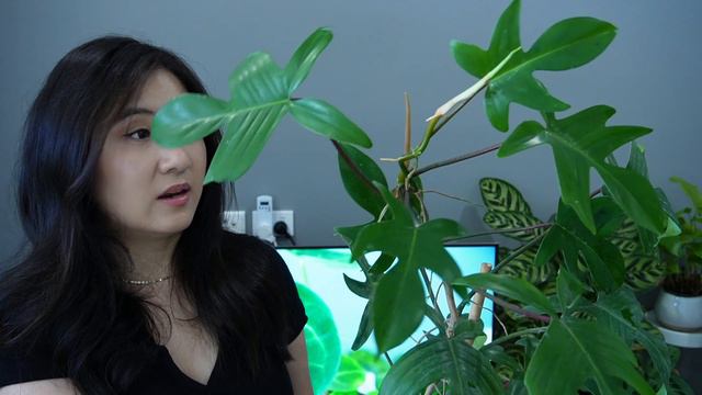 Fastest Growing Houseplants | Philodendrons Edition смотреть онлайн
