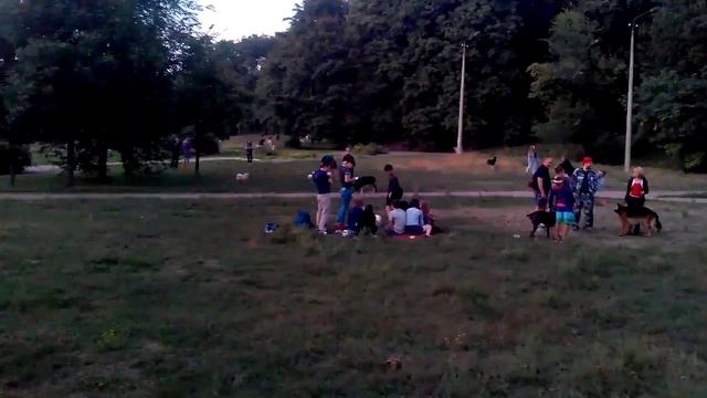 Собаки в парке ДНУ смотреть онлайн