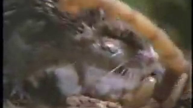 Mice vs Scorpion