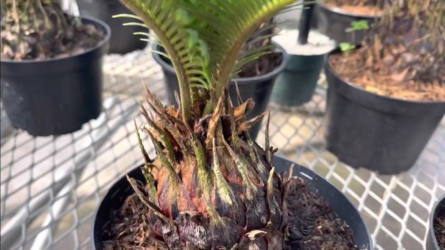 Plant shopping @ Valleyview Gardens ( Hoya, ficus, orchid, philodendron, Valentine’s Day Treat) ￼ смотреть онлайн