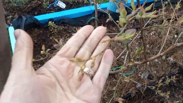 Как помочь голубике справиться с нестандартной холодной погодой? смотреть онлайн