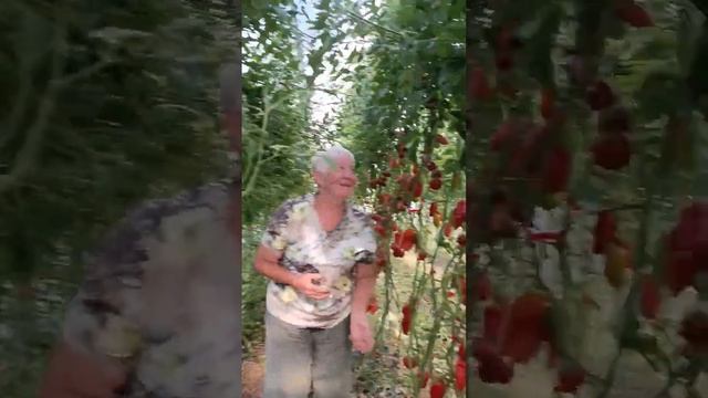 любимый томат #дачныесоветы #томатывтеплице смотреть онлайн