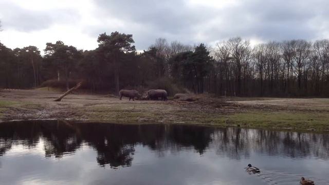 Arnhem, Burgers' Zoo, savanne 2014 смотреть онлайн