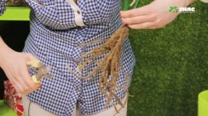 Роза проросла. Как помочь ей выжить? ТК УНАС