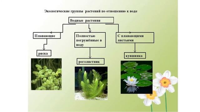 Как растения приспособлены к условиям жизни смотреть онлайн