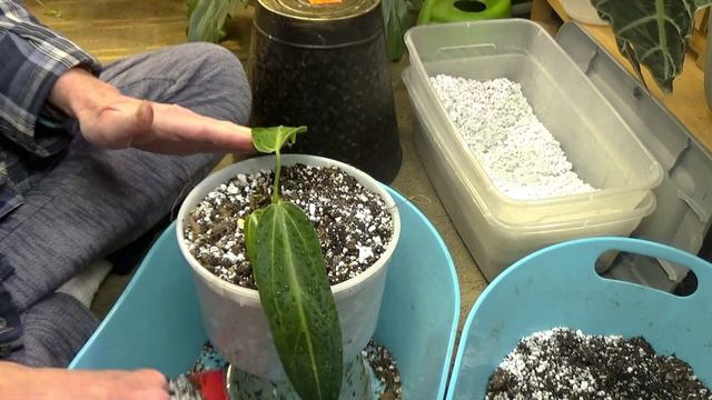 Anthurium Warocqueanum repot/care смотреть онлайн