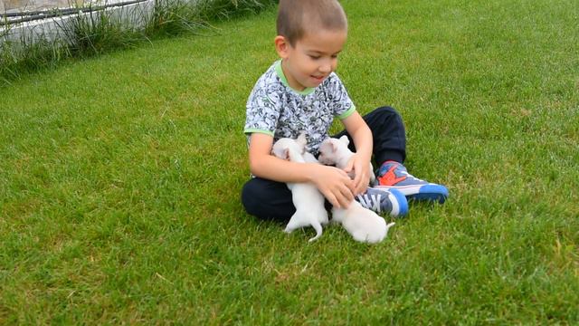 чихуахуа смотреть онлайн
