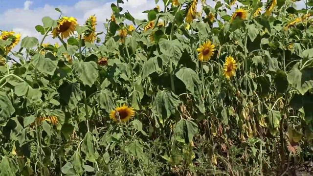 Лето Подсолнух 🫒🫒🫒2021 г. смотреть онлайн