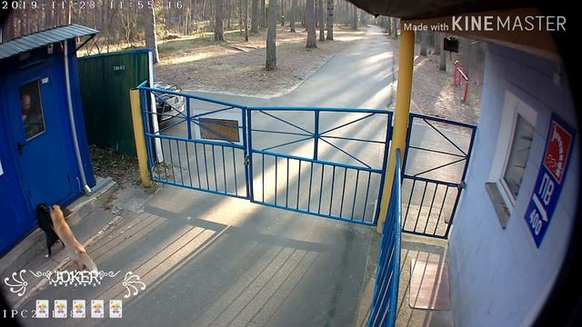 Лиса напала на собаку смотреть онлайн