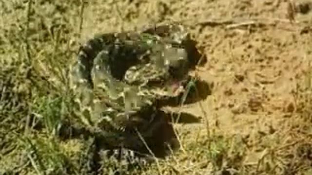 Змея эфа смотреть онлайн