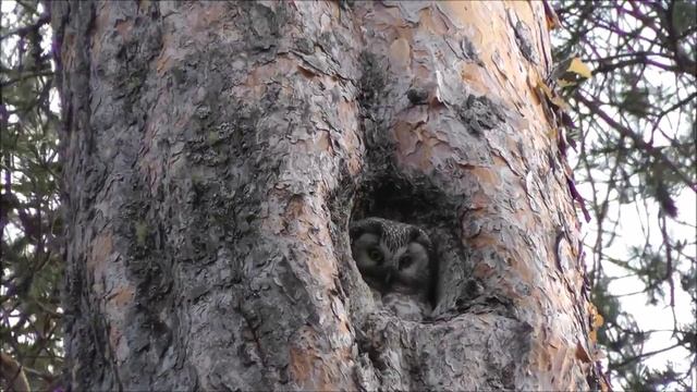 Aegolius funereus - Raufußkauz - Boreal owl 28.04.2014 смотреть онлайн