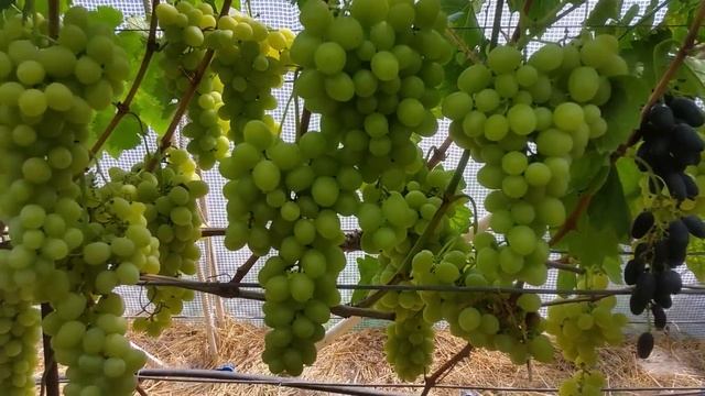 Виноград ХЕЛЕНА смотреть онлайн