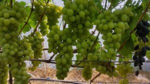 Виноград ХЕЛЕНА