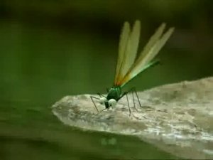 Мелюзга. 21. Стрекозы."Libellules"