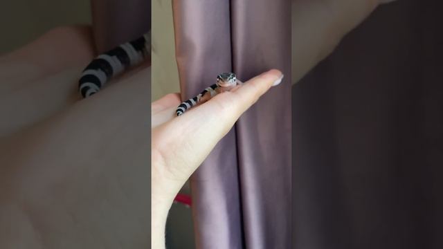 Эублефар морфы максноу 🦎#эублефар #максноу смотреть онлайн