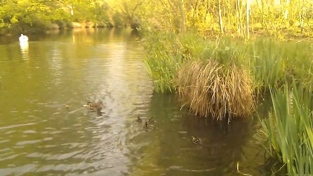 Лето утки водоём смотреть онлайн
