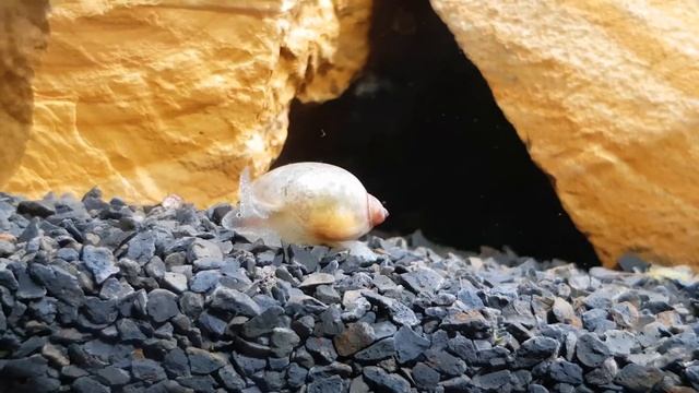 Yoda Schnecke - Radix Balthica смотреть онлайн