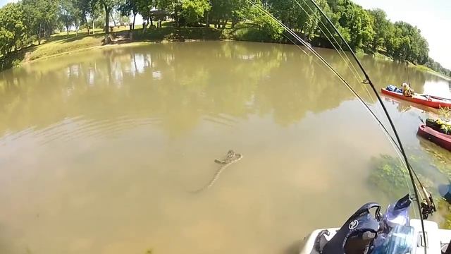 Snake vs. Catfish смотреть онлайн