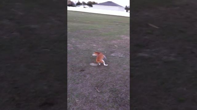 Can't Catch my Tail! смотреть онлайн