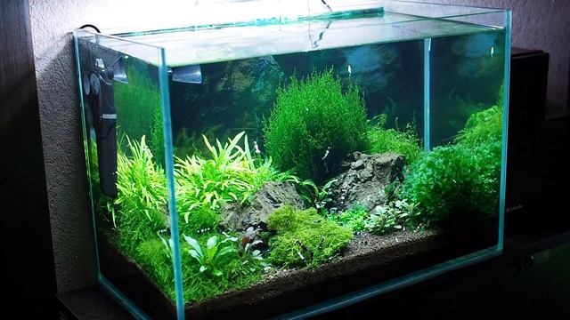 Зачем нужны подмены воды в креветочнике и как устранить некоторые проблемы фильтра SUNSUN HBL 802 смотреть онлайн