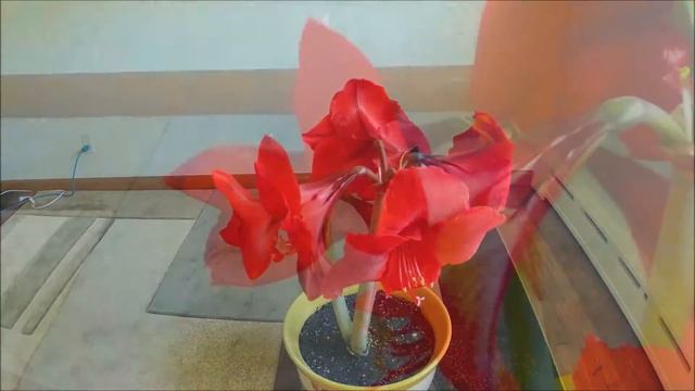 Amaryllis Time Laps смотреть онлайн