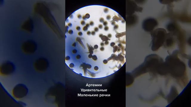 Отнюдь не одноклеточные существа смотреть онлайн