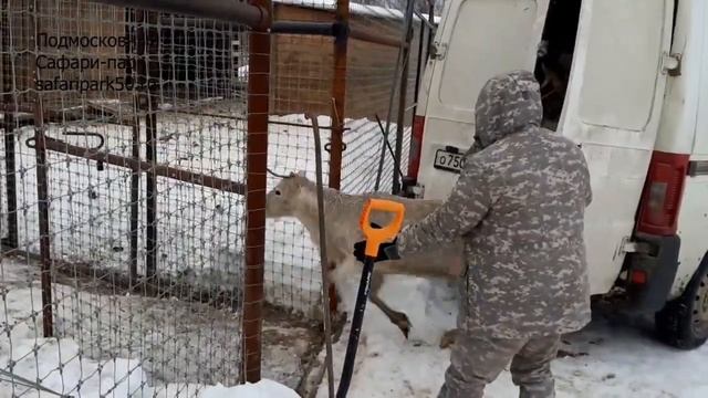 В ПОДМОСКОВНЫЙ САФАРИ- ПАРК ПРИВЕЗЛИ СЕВЕРНЫХ ОЛЕНЕЙ смотреть онлайн