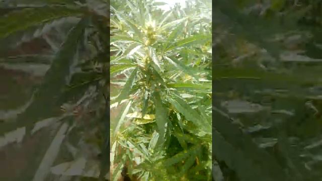 Uruguay marihuana outdor sativa смотреть онлайн