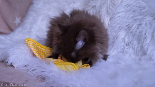 Our Longhair British Chocolate Kitten Umma Took A Bath