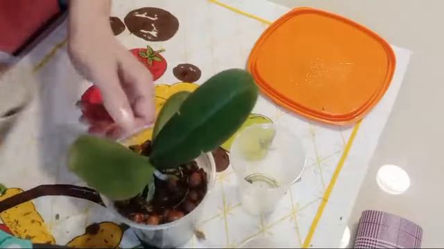 Пересадка Орхидеи смотреть онлайн