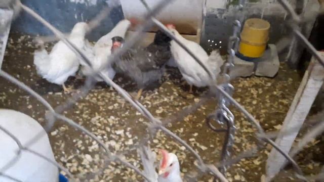 Что тварят куры.Как несутся.Флаг России. смотреть онлайн