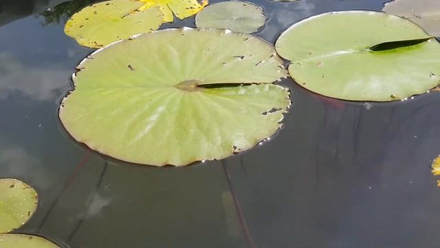 Нимфея Attraction (nymphaea Attraction), нимфея Аттракцион