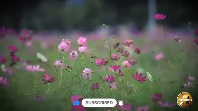 Spring Flowers | Soothing Piano in Nature | 1 hour смотреть онлайн