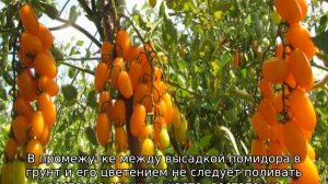 Томат Финик желтый