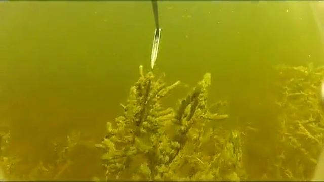 podvodnaya ohota na sazana 4 g Grodno 360 смотреть онлайн