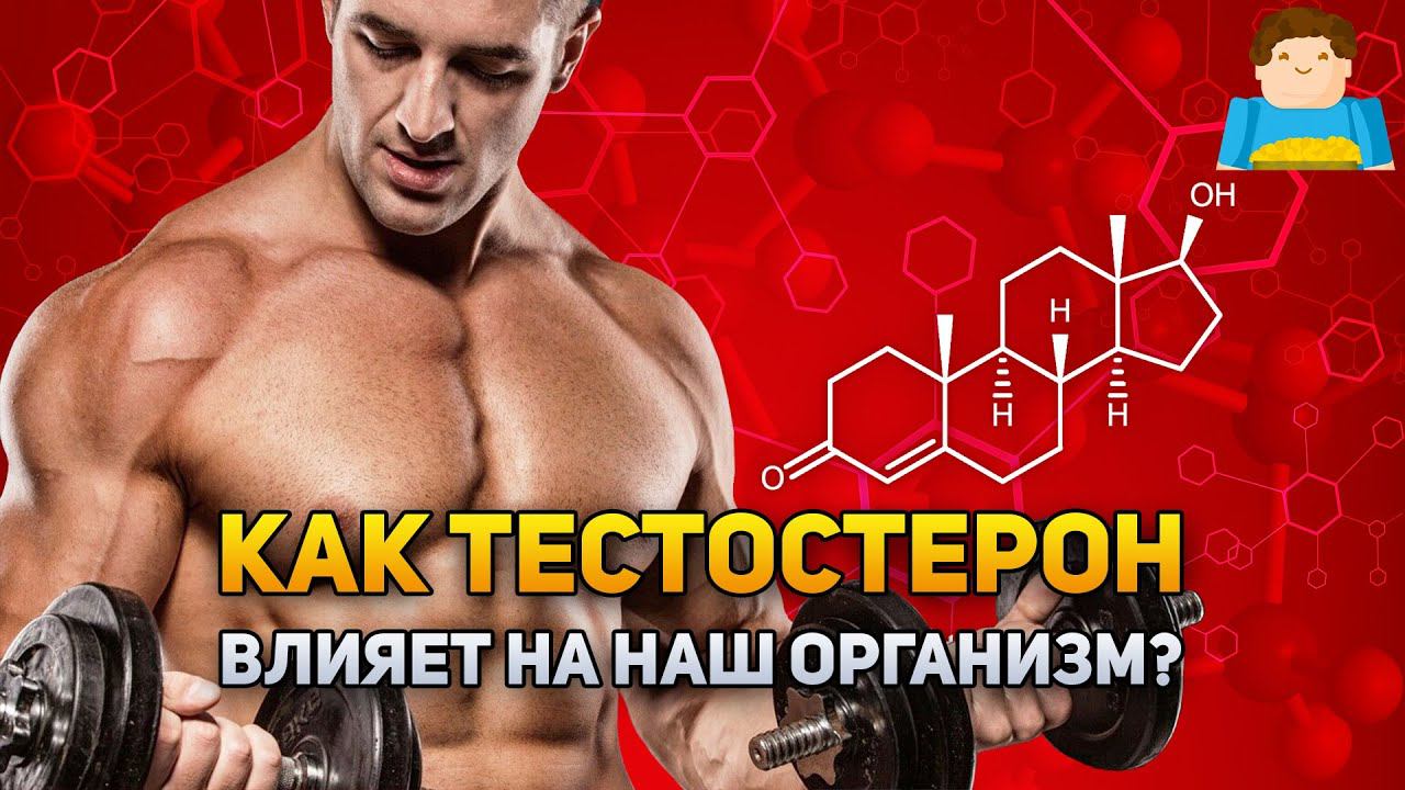 Как на самом деле тестостерон влияет на наш организм? | Plushkin смотреть онлайн