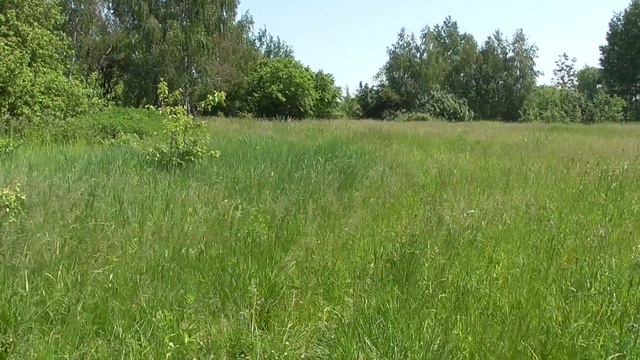 70 день карантина: Клещ грозы не испугался. смотреть онлайн