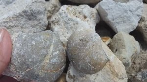 поход к известняковым карьерам близь д. Пирочи МО за кварцем, халцедоном, окаменелостями