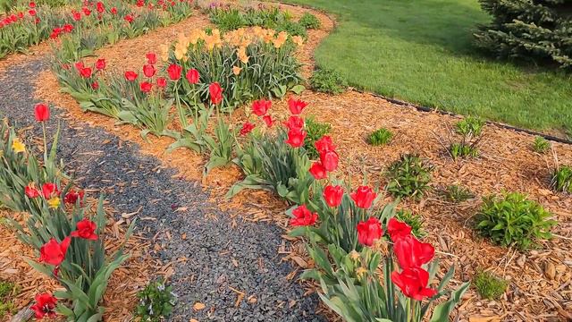 🌷 Dutch Garden Tour - End Of Tulip Season #gardeningtips  #gardening