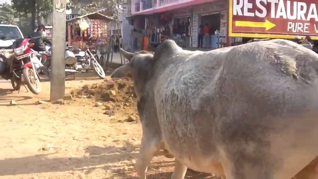 Holy cow (Incredible India - iPad videos) смотреть онлайн