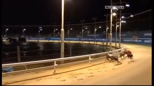 Рейсинг 😍 Скоро будут видео с Асей. Обещаю. #рейсинг #dogracing #grayhound #грейхаунд #sportdog смотреть онлайн