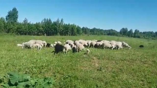 Овцы Финский ландрас, КФХ Валдай, Sheep breed Finnish Landrace, Finnsheep (farm Valday) from Russia смотреть онлайн