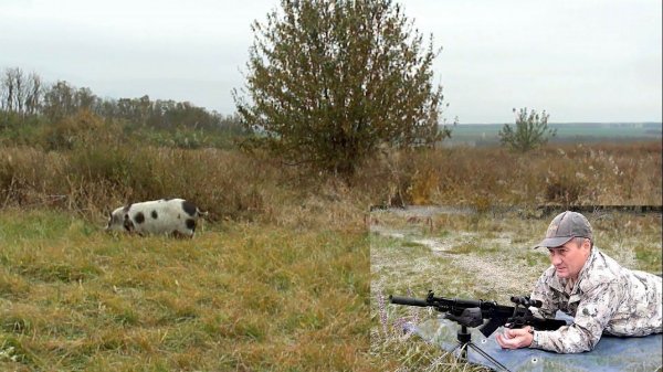 Почти охота на кабана / SUBSONIC FMJ 12.7гр. на 100м из Сайга-МК 7.62х39