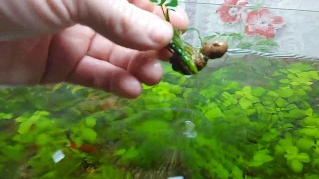Высаживаем анубиас в грунт. Самку меченосца на нерест. смотреть онлайн