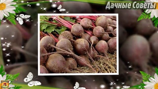 НИКОГДА не пускайте СОСЕДЕЙ В СВОЙ ОГОРОД иначе без урожая останетесь Дачная ИСТОРИЯ смотреть онлайн