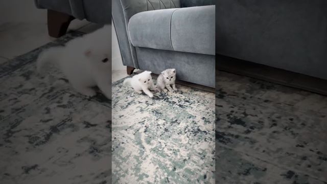 Милые шотландские котята смотреть онлайн