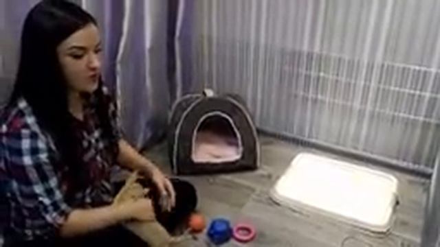 Чихуахуа первые дни в новом доме #1 смотреть онлайн