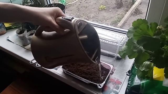 Посадка семенами Ампельной петунии и Гибискуса самый простой способ . смотреть онлайн