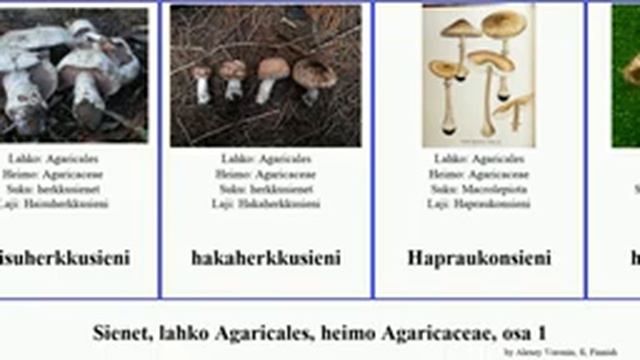 Sienet, lahko Agaricales, heimo Agaricaceae, osa 1 fungus pila hystrix Macrolepiota Bovista City смотреть онлайн